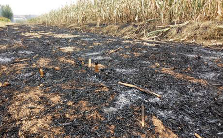 秸稈焚燒后的土地 秸稈焚燒后的土地