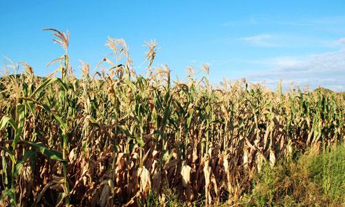 玉米秸稈 玉米秸稈