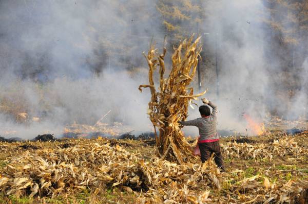 秸稈焚燒 秸稈焚燒