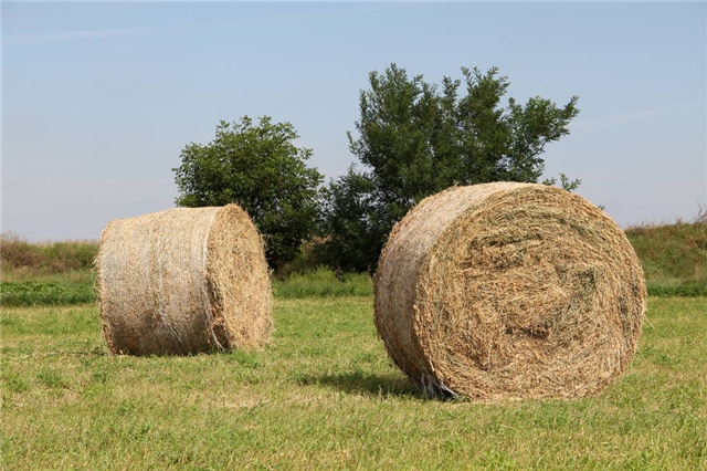 農(nóng)作物秸稈 農(nóng)作物秸稈
