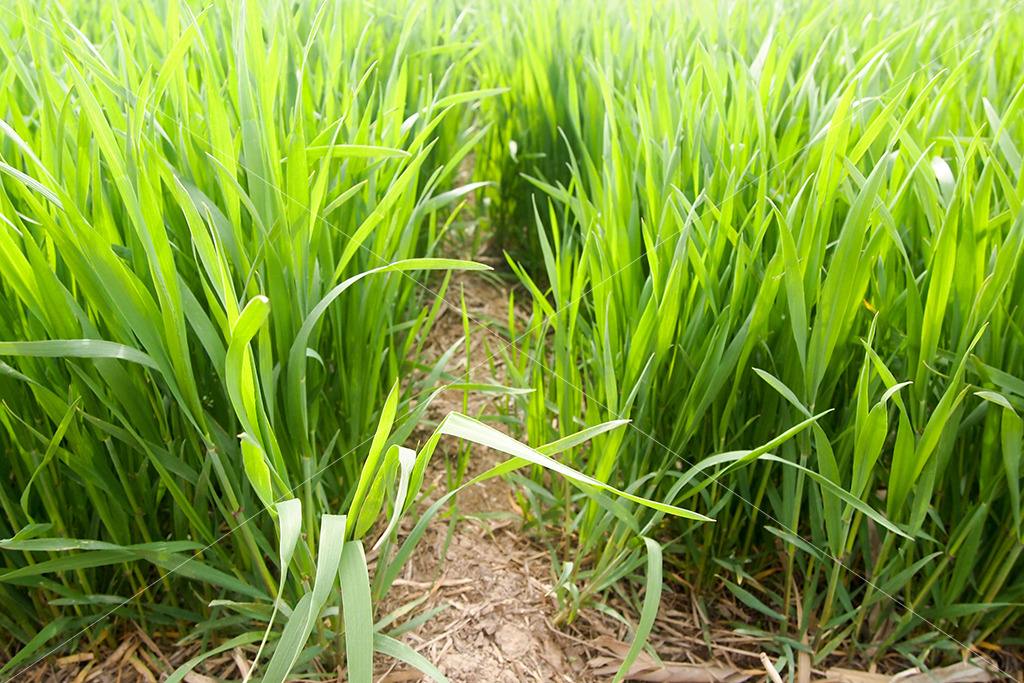 生物質(zhì)資源豐富 生物質(zhì)資源豐富