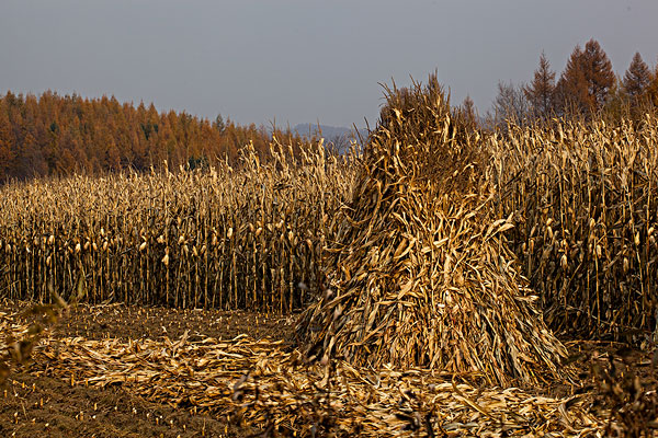 生物質(zhì)資源豐富 生物質(zhì)資源豐富