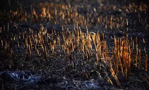 生長在焚燒后的土地中的作物，產量會有所降低