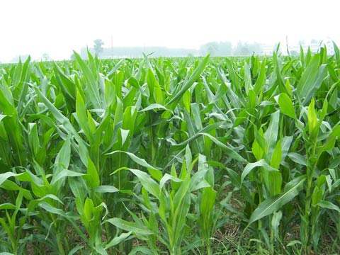 我國(guó)生物質(zhì)資源豐富 我國(guó)生物質(zhì)資源豐富