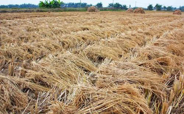 南陽秸稈顆粒機原料.jpg 南陽秸稈顆粒機原料.jpg