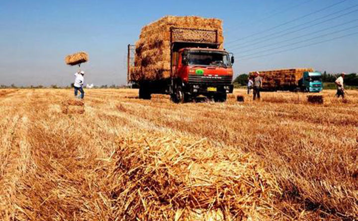 南陽秸稈.jpg 南陽秸稈.jpg