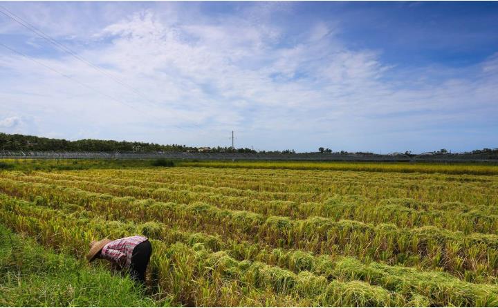 南陽秸稈豐收.jpg 南陽秸稈豐收.jpg