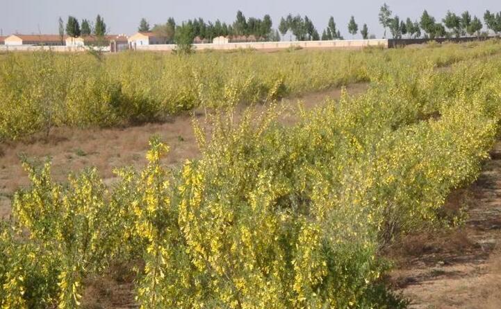 檸條.jpg 檸條.jpg